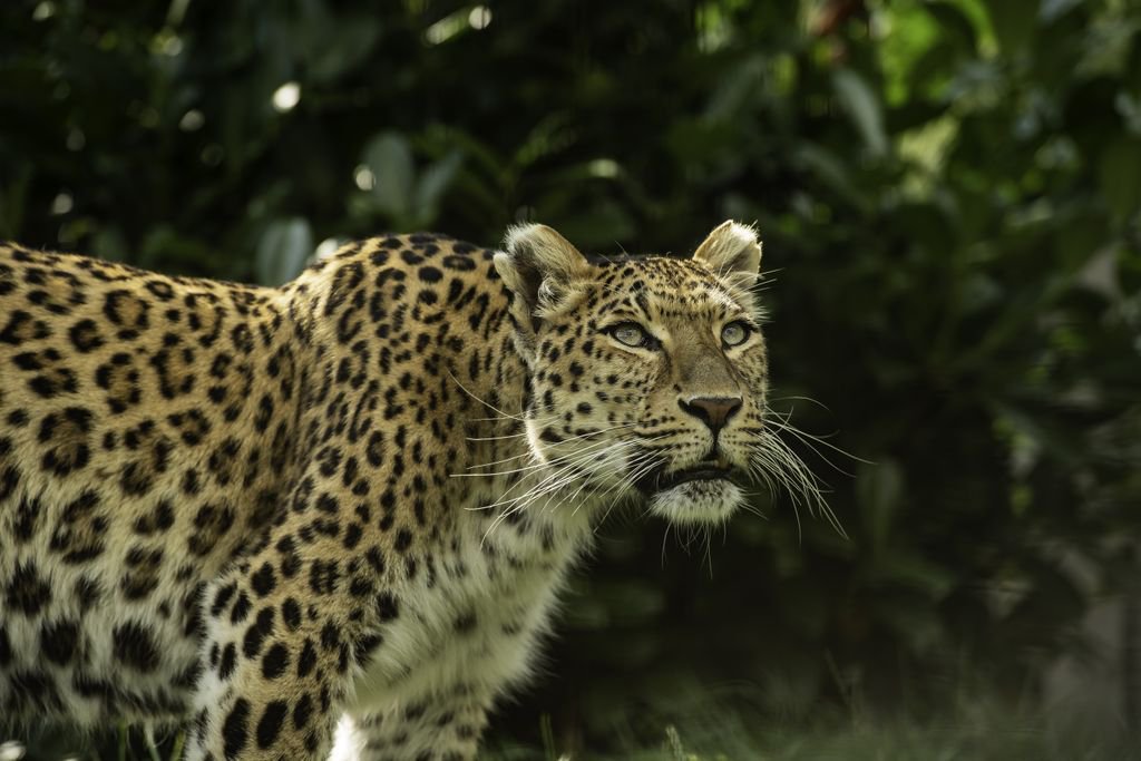 #BCSDidYouKnow the #NorthChineseLeopard is one of the remaining 9 recognised sub-species of #leopard? We are lucky to have two of these beautiful creatures reside with us at The Big Cat Sanctuary, including beautiful Atara here! 🐆 #CatFactMonday #bigcats 
P.C Colin Langford