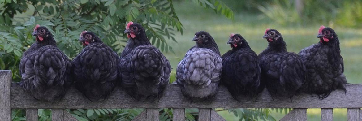 AlexDMarketer's tweet image. [Blog]5 Fancy Chicken Breeds @LittleFieldsFarmUK
littlefieldsfarm.com/blog/5-fancy-c…
#chickentips #poultrytips #poultryfarmingguide #Blog