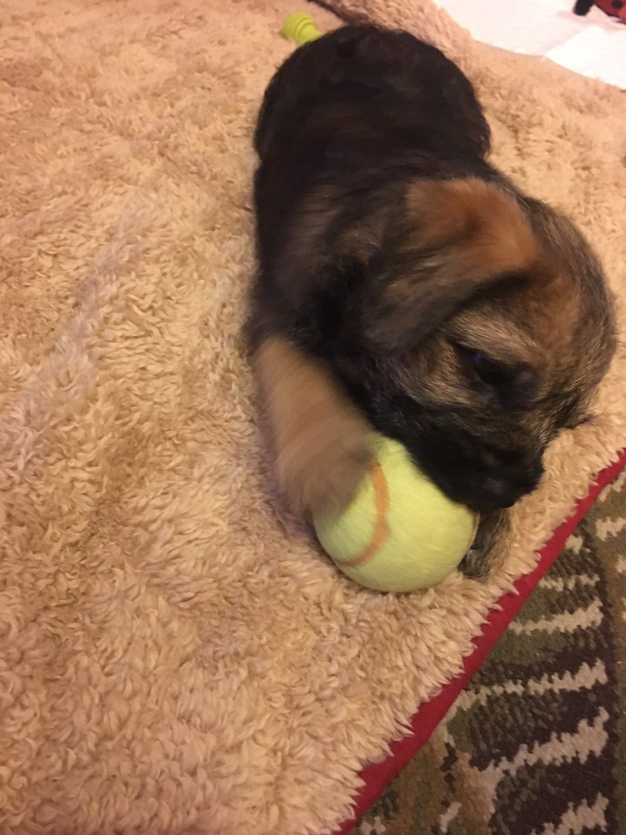 BorderTeddyer's tweet image. Happy 2nd gotcha day to meeeeee!!!!! 😊😊😊😊🎉🎉🎉🎉❤️❤️❤️❤️