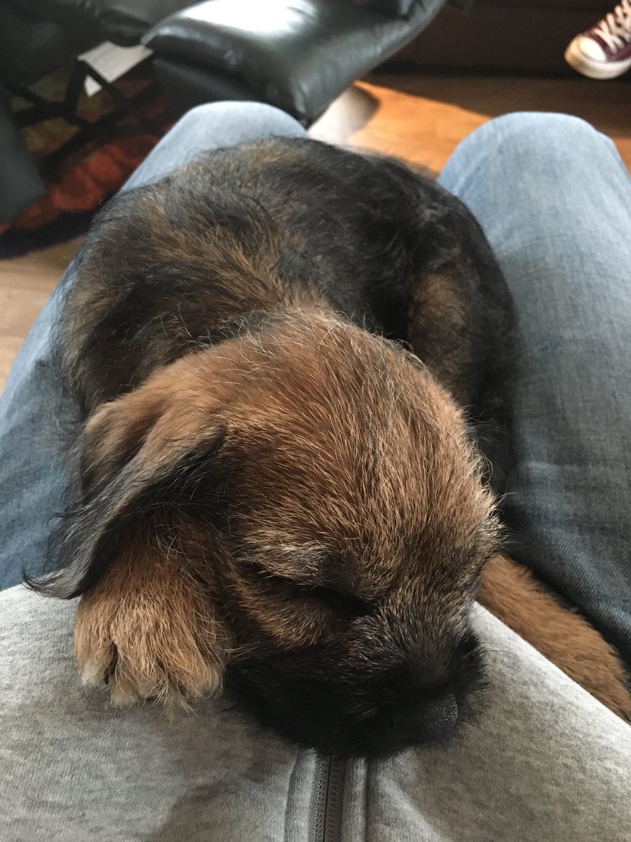 BorderTeddyer's tweet image. Happy 2nd gotcha day to meeeeee!!!!! 😊😊😊😊🎉🎉🎉🎉❤️❤️❤️❤️