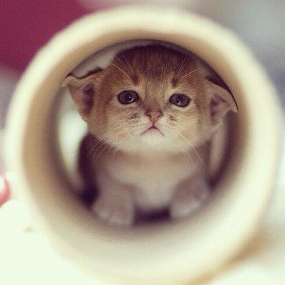 GreatestAnimals's tweet photo. awww, hello there cutie! https://t.co/gRCsvgA7Vi