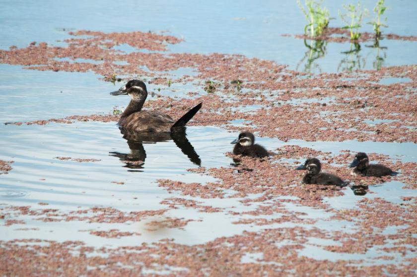 Surexport Berries tweet media