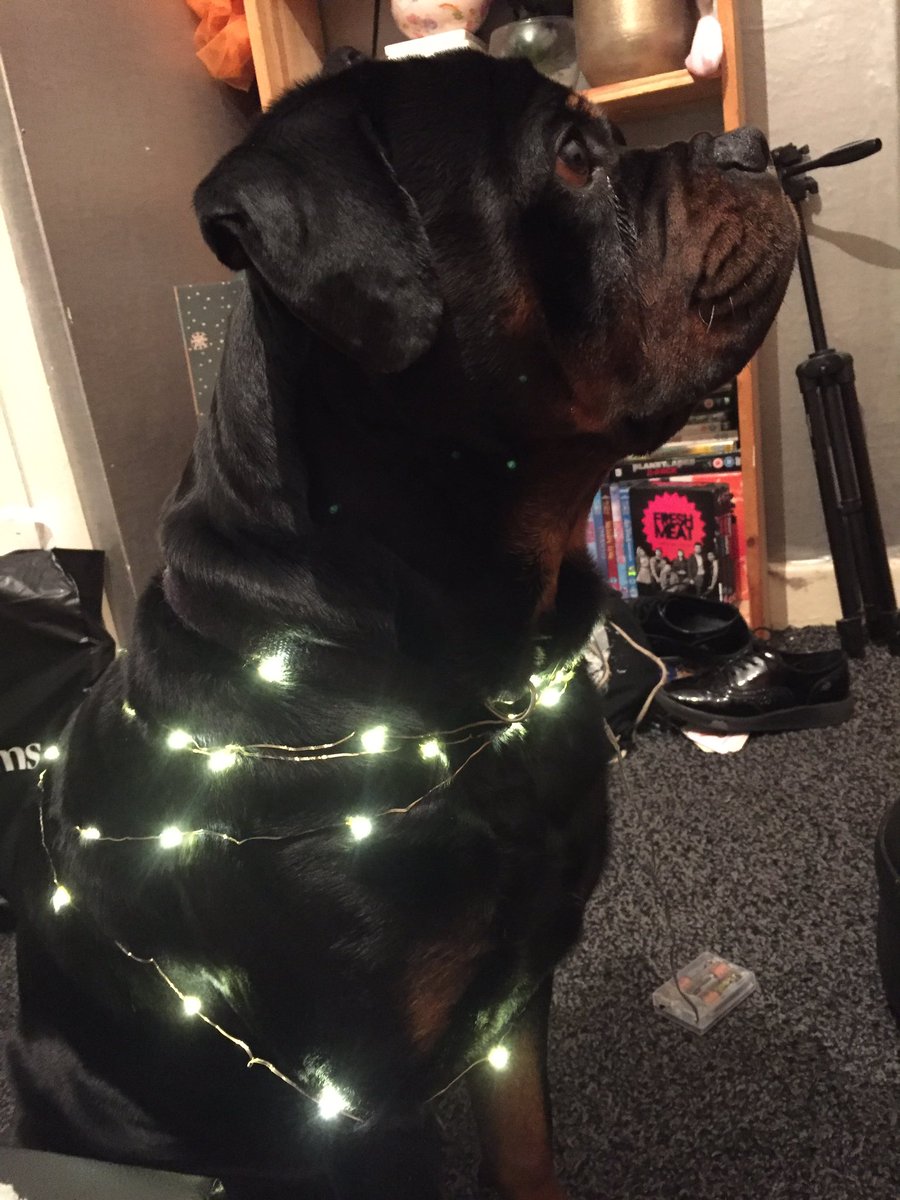 51.CHRISTMAS GUS