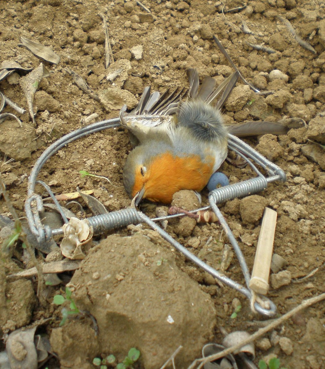 😡Hola de nuevo, <a href="/AmazonESP/">Send Kumikos</a>:
Hace casi 20 días os enviamos un escrito pidiendo la retirada de trampas ilegales para aves a la venta en vuestra web.
No hemos recibido respuesta y seguís vendiendo estos productos.
En breve os comunicaremos las medidas que vamos a tomar. 👮‍♀️⚖️👩‍⚖️