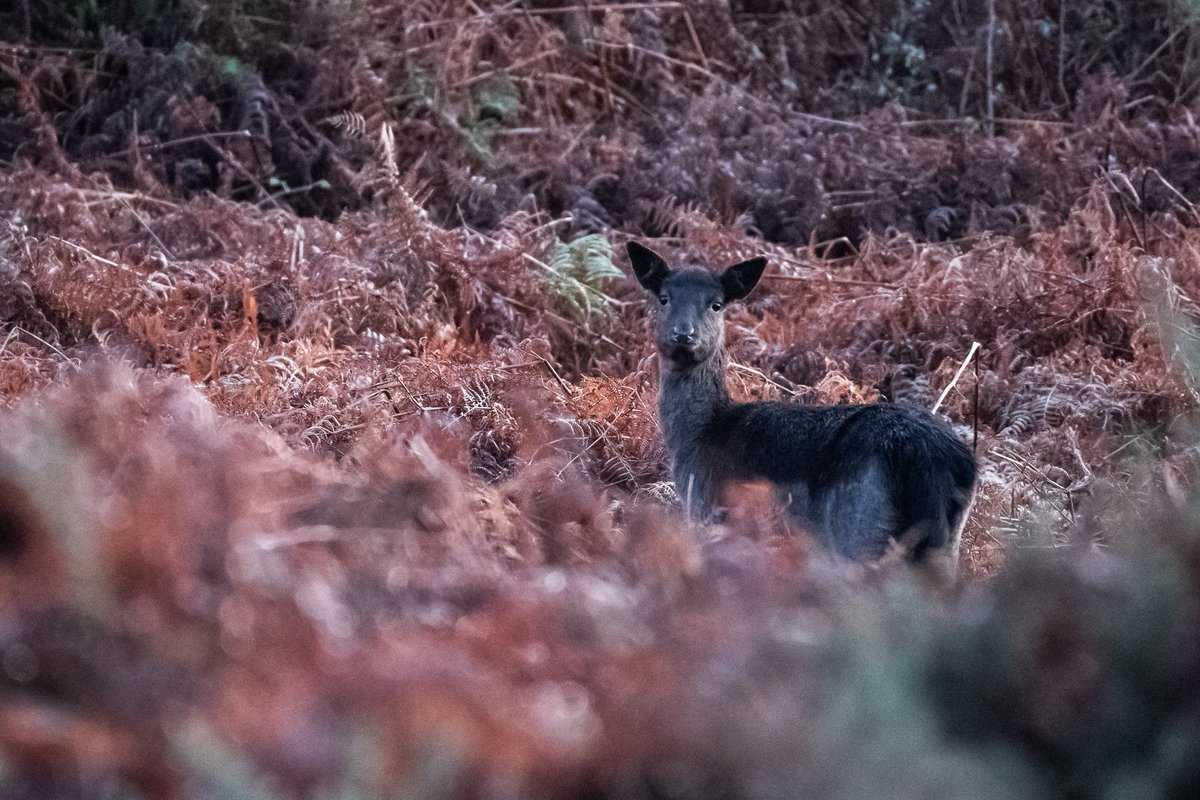 Loulabelleruns's tweet photo. Woodland wildlife Young black fallow deer @FCHaldonForest #Devon @DevonWildlife https://t.co/uehXe2keC6