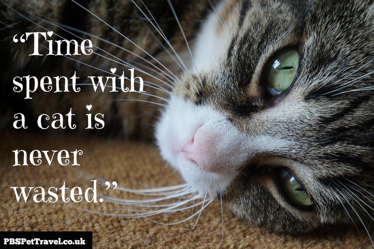 FunnY2peT's tweet photo. #MondayMotivation https://t.co/MyFnLCfKux