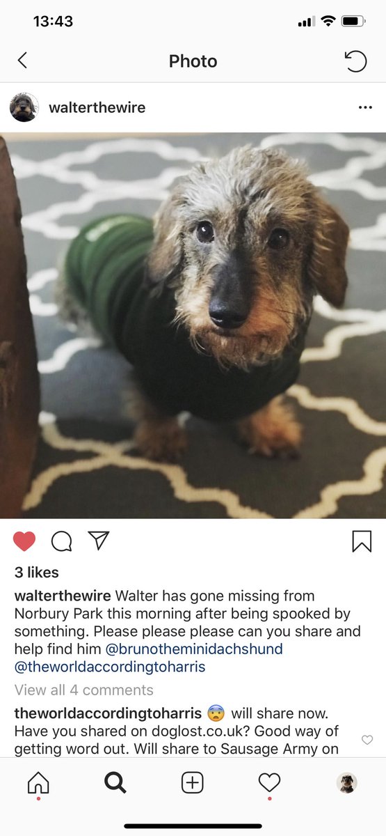 weewiryone's tweet photo. #SausageArmy and friends, please share! One year old wirehaired #dachshund Walter has gone missing this morning from Norbury Park in SW16 #London (was spooked). Can you share round London friends - and please keep look out if you walk in area. #doglost #lostdog #findWalter https://t.co/dyDe04XFYY
