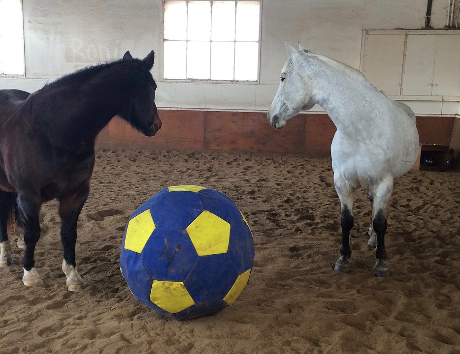Equus_Line's tweet photo. Juguetes para caballos, perfectos para estas Navidades

👉 https://t.co/2npcMPdBrZ https://t.co/8E1YM8y1HN