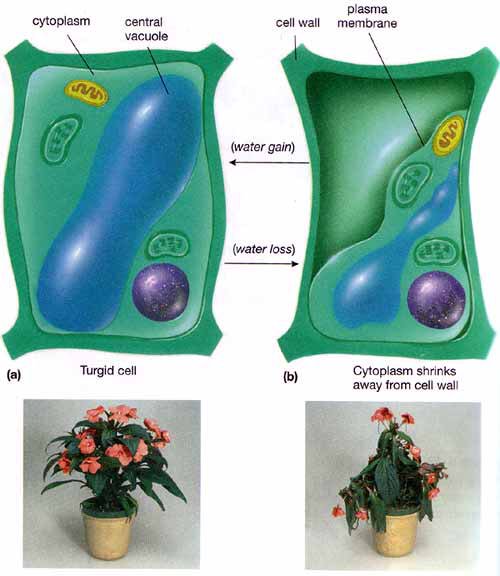 real_CVac's tweet photo. Visual representation of how the central vacuole works #OrganellevoteSTHS2018 https://t.co/QR6dDAfzt7