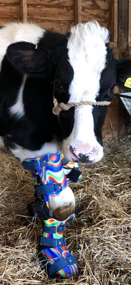 LOC_Orthotics's tweet photo. We're so happy to hear that Nipper is doing well on her new legs! #animalorthotics https://t.co/fo0mJa5ra0