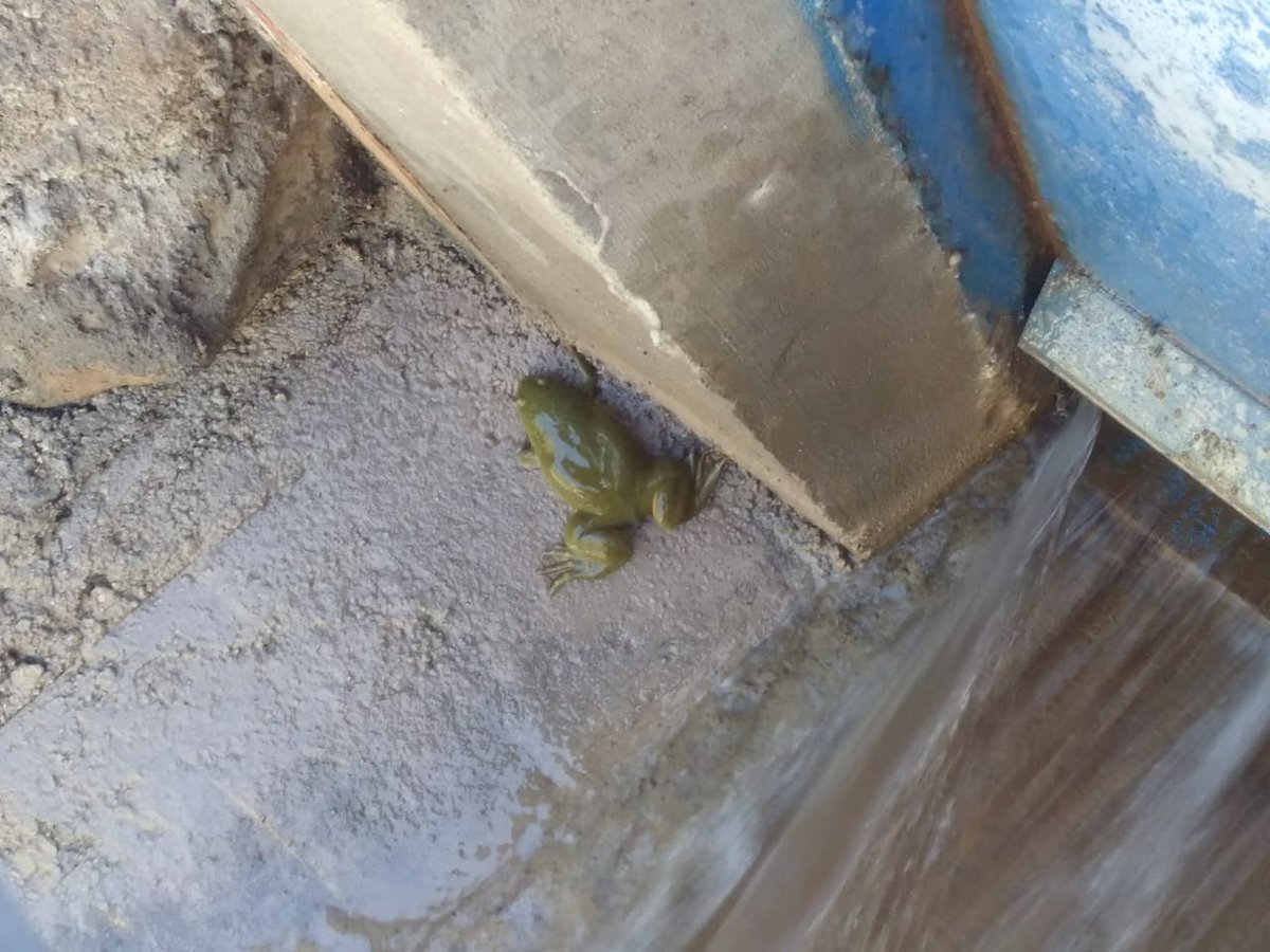 AlamosGonzalez's tweet photo. Una amiga ranita, junto a un canal de regadio al interior del valle de Copiapo. 🐸 https://t.co/vMq5yNsHzm