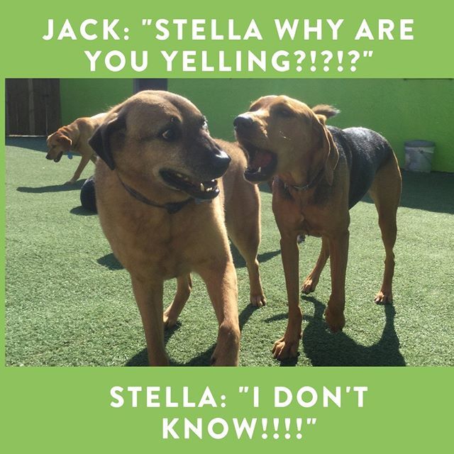 kNine2Five's tweet photo. Sometimes you just gotta shout it from the roof tops! HAPPY MONDAY!🐾 #knine2five #dogsofinstagram #doggydaycare #doggrooming #tarponsprings #dogsoftampabay #dogsofflorida #dogboarding #dogsrule #happydogs #floridadogs #tarponspringsfl #puppers #doggo… https://t.co/JEQFUsd9qp https://t.co/rZfCcyTK1v