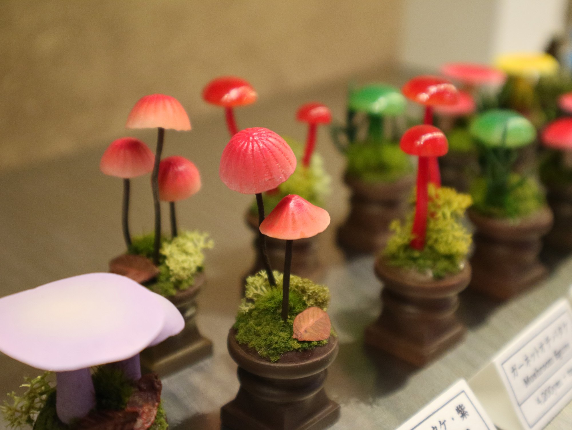 Takeyama 京都 ウサギノネドコさんで隠花植物展開催中です 菌糸工房のキノコも展示して頂いております 期間は19年2月27日 水 までです 関西方面の方 また京都旅行の際にはぜひお立寄りくださいませ 隠花植物展 T Co 2rmpvdnxae Twitter