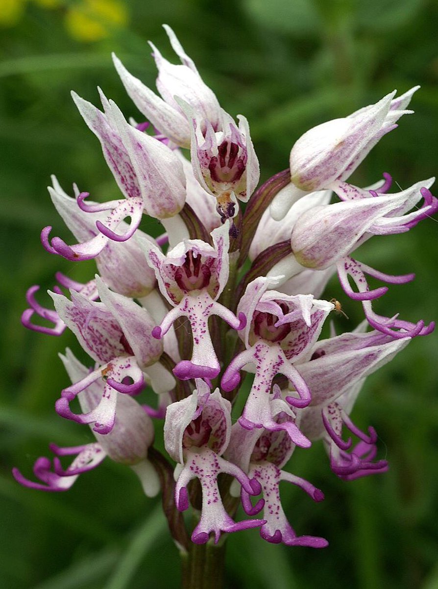 alfredfischer17's tweet photo. Affen-Orchidee, Orchis simia
#orchis #orchissimia #orchidaceae #lookalike #monkey #monkeylike #funnynature https://t.co/kBzrUOO07H