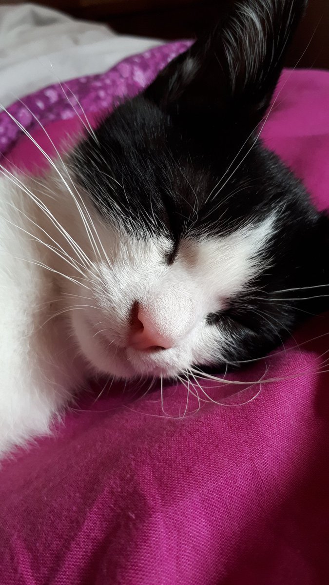Nanetteisa's tweet photo. Avec un seul oeil on voit moins bien, tu savais ?
#cocard #chat
La coupable ⬇️ https://t.co/JmJBJoGtwZ