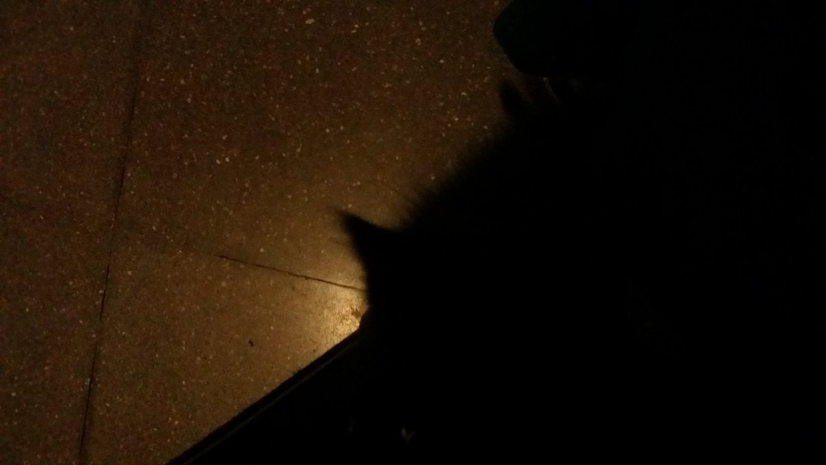 _80_FATMA's tweet photo. Siyah ponçik bebek bir kedi var. https://t.co/Md44gwZDEC