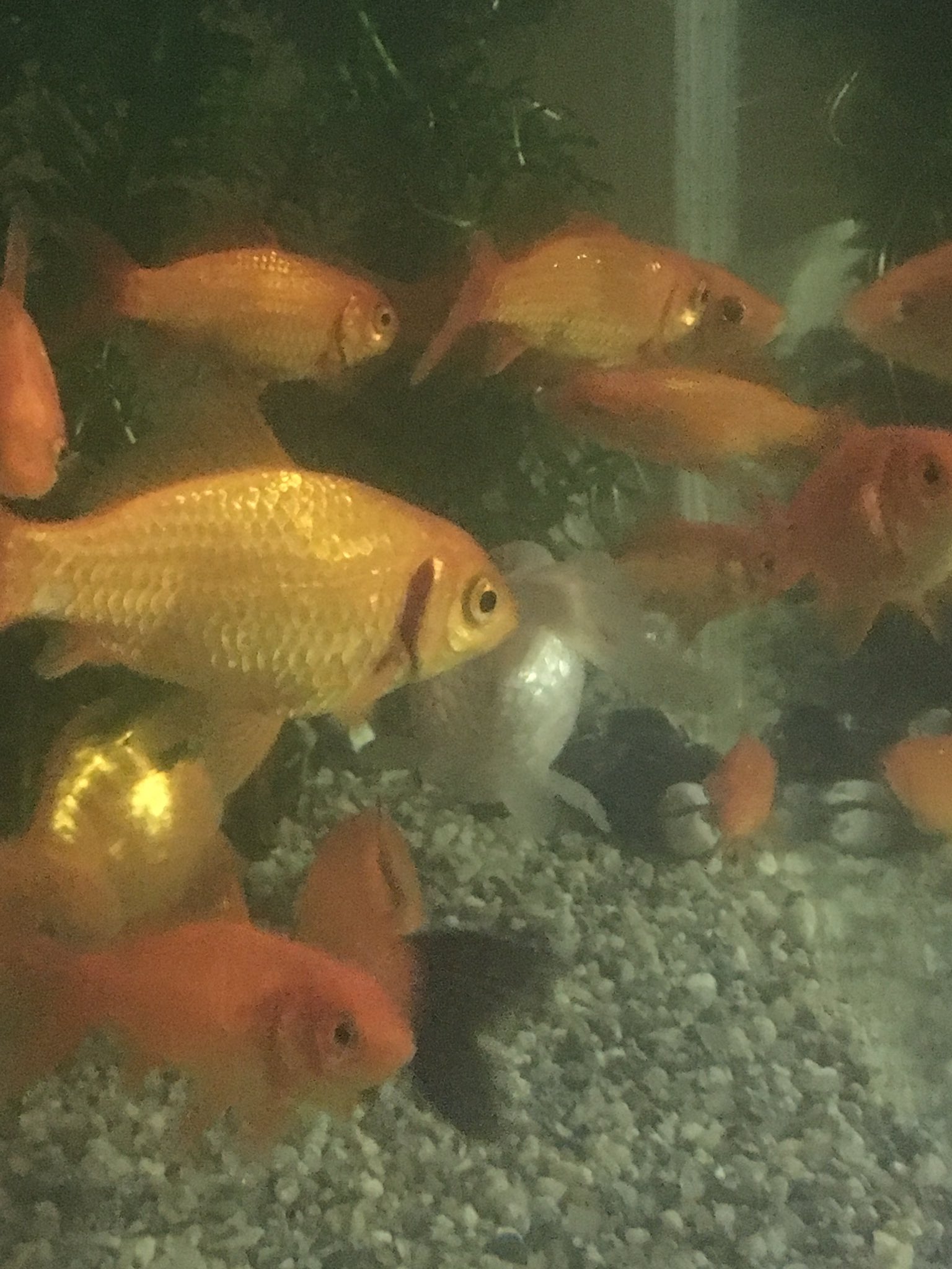 よねゴロウ Sns休憩中 金魚 の 水槽 ３つで同時多発テロ的に 病気 が出た 緊急事態だ エラ病 白点病 水 カビ病 とりあえず0 5 塩水浴に切替 病状が酷い金魚はメチレンブルー浴へ T Co R3zlk5h514 Twitter