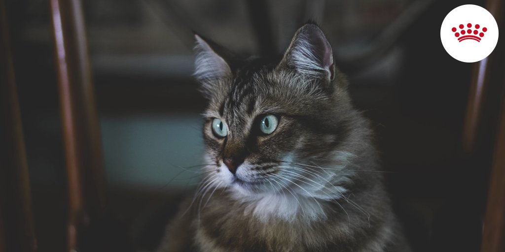 RoyalCanin_Es's tweet photo. ¡Hoy empieza el invierno! Hay que tener especial cuidado con la salud de nuestros gatos, te dejamos algunos consejos:  https://t.co/tbllqtqNk8 https://t.co/rrt67nGVRN