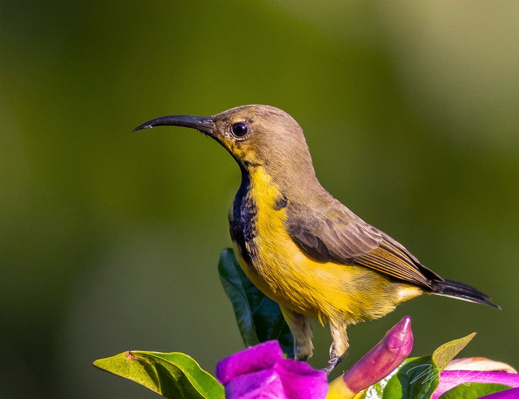 NaturewatchTH's tweet photo. Eclipse male Olive-backed Sunbird providing a nice photo op near the front terrace. With the weather set fine it's Nam Nao NP for me tomorrow and hopefully some great bird photography. @Avibase @orientbirdclub https://t.co/JJX49GI3OX