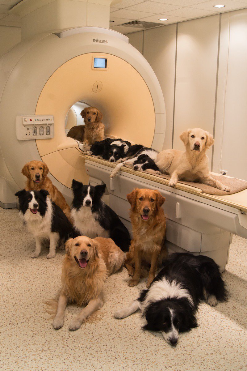 https://micdotcom.tumblr.com/post/103200343917/brain-scans-reveal-what-dogs-really-think-of-us