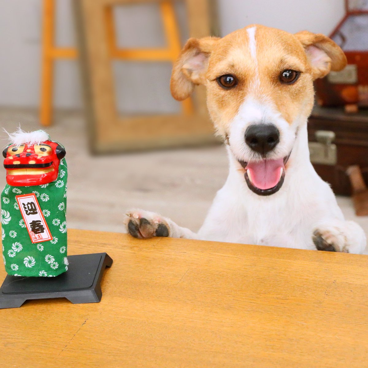 ট ইট র 高木義昭 平成最後の年賀状とカレンダー まだの愛犬家さん スタジオドッグランで 間に合いますよ ジャックラッセルテリア 名古屋 いぬ いぬすたぐらむ 犬 愛知