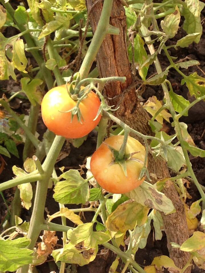 B_A_C_E's tweet photo. #bacefact #gardening #volunteers #projects #education #community #healthcare #feedingprogramme #feedachild #feedacommunity #communitygarden #communityproject #villagedevelopmentcommittee #foundationsforsuccess #veggieplots  @GWmag @jamieoliver https://t.co/PnlERyiL1K