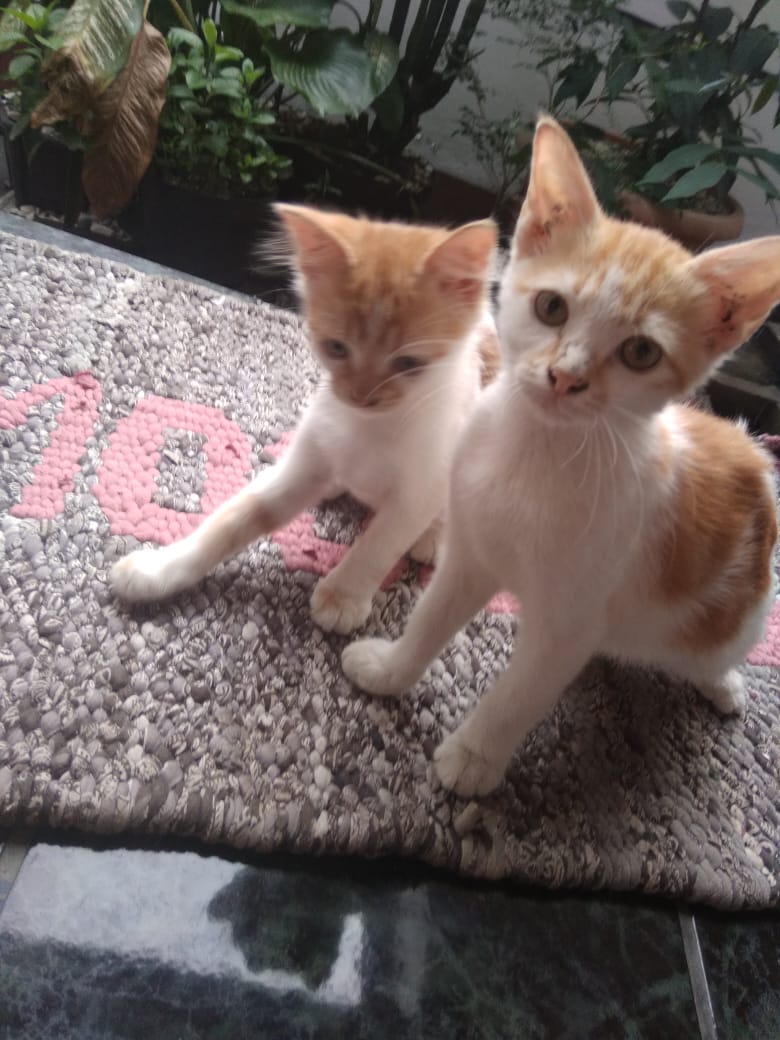 Nandapagi's tweet photo. Hibah kucing~ ada 3 ekor, Hasil kawin Anggora dan Lokal, umur 3 bulan
Terawat, Makan ngga pilih-pilih
Gratis! lokasi Bandung dekat Buah Batu
Mohon bantuannya, kami udah terlalu banyak kucing ngga kuat kebanyakan ๐
@HibahMeong #hibahmeong #hibahkucing @HibahKucing #kucinggratis https://t.co/DZ5oz1ZXNH