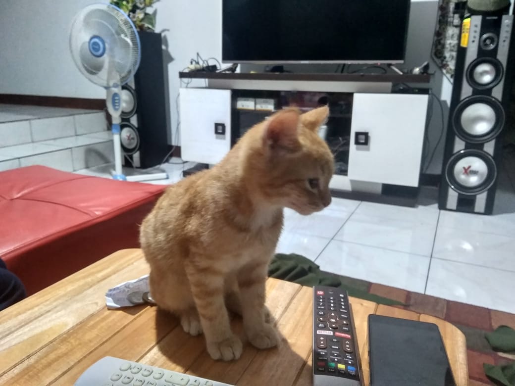 Nandapagi's tweet photo. Hibah kucing~ ada 3 ekor, Hasil kawin Anggora dan Lokal, umur 3 bulan
Terawat, Makan ngga pilih-pilih
Gratis! lokasi Bandung dekat Buah Batu
Mohon bantuannya, kami udah terlalu banyak kucing ngga kuat kebanyakan ๐
@HibahMeong #hibahmeong #hibahkucing @HibahKucing #kucinggratis https://t.co/DZ5oz1ZXNH