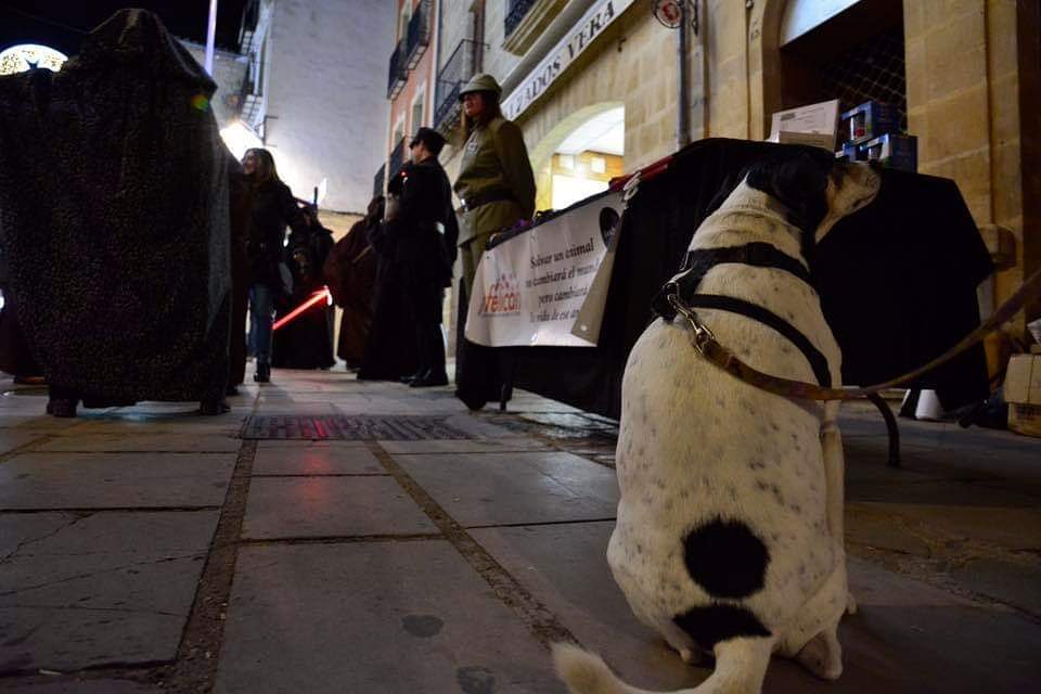 Misión cumplida este fin de semana.

Hemos ayudado a que perros y gatos de la protectora de animales de Úbeda pasen una Navidad mejor.