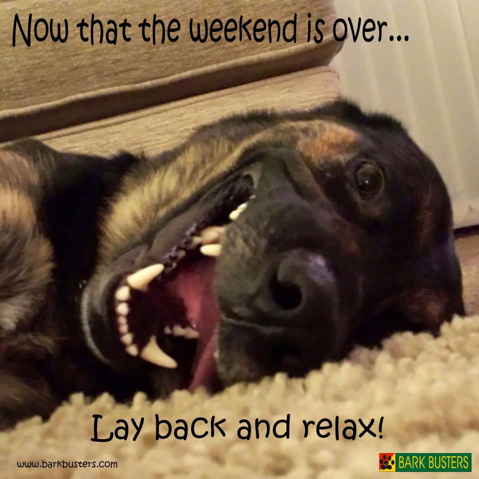 Relaxing this week may be a challenge for all of us humans!
#Dogs #DogTraining