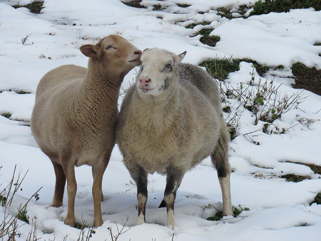 CASanctuary's tweet photo. To our Sponsors: Thank you for giving love &amp; hope to a Sanctuary resident in need. You help provide food, bedding, medicine, and love to our rescued friends. Not a Sponsor yet? It’s never too late: https://t.co/1doLQH2uZ4 #GiveLove #GiveHope #GiveSponsorship 📸 by Intern Clare https://t.co/8BFhg040We