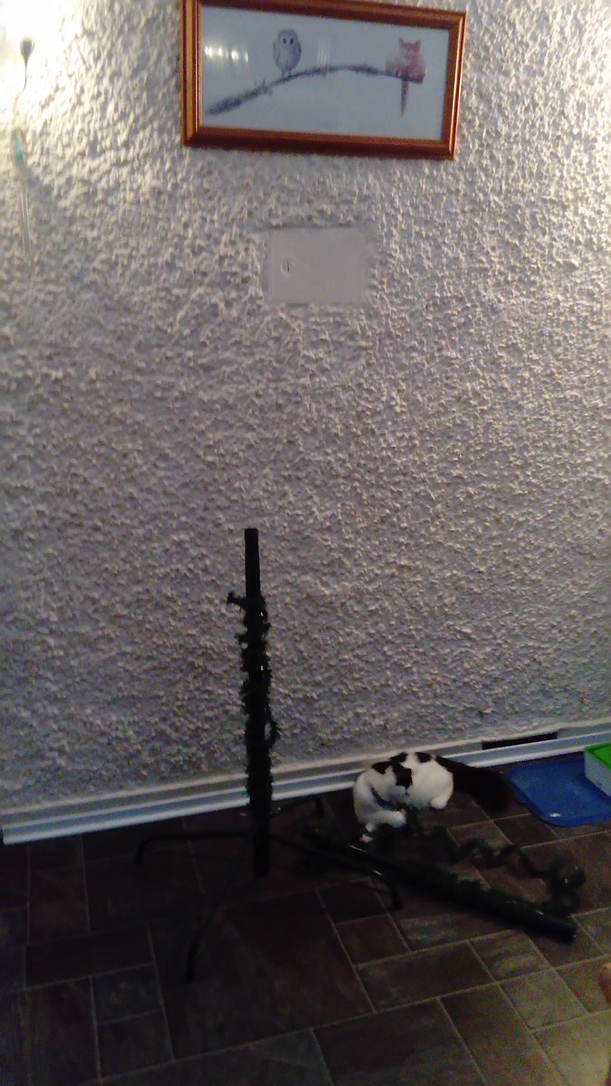 jaqtkd's tweet photo. Monster tree going up with anticipated 'help' from Robbie #cats #kittens #robbierascal #tumblrpurge https://t.co/nNR78AaJ33