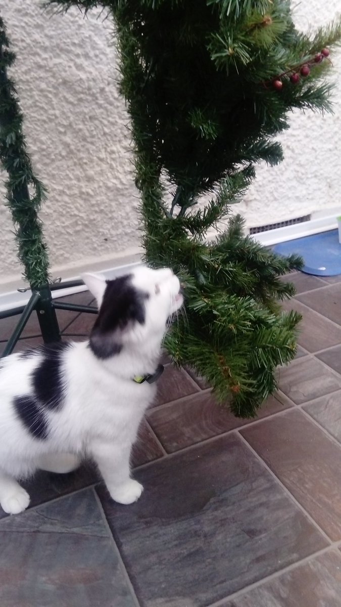 jaqtkd's tweet photo. Monster tree going up with anticipated 'help' from Robbie #cats #kittens #robbierascal #tumblrpurge https://t.co/nNR78AaJ33