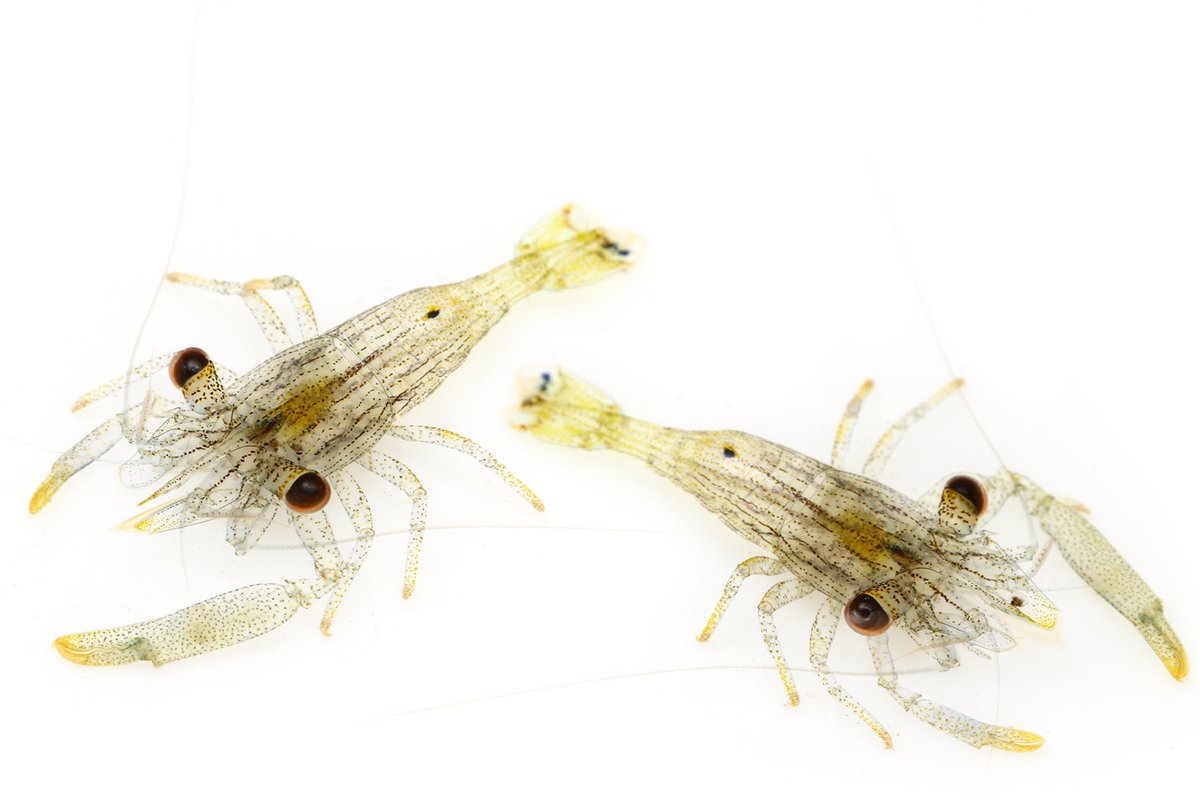 ゆうじ 今日も疲れた W 磯で見つけた何かのエビ 適当 モシオエビの仲間 わからない