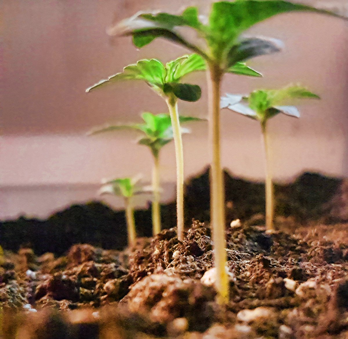 Breeder Seeds Crew tweet media