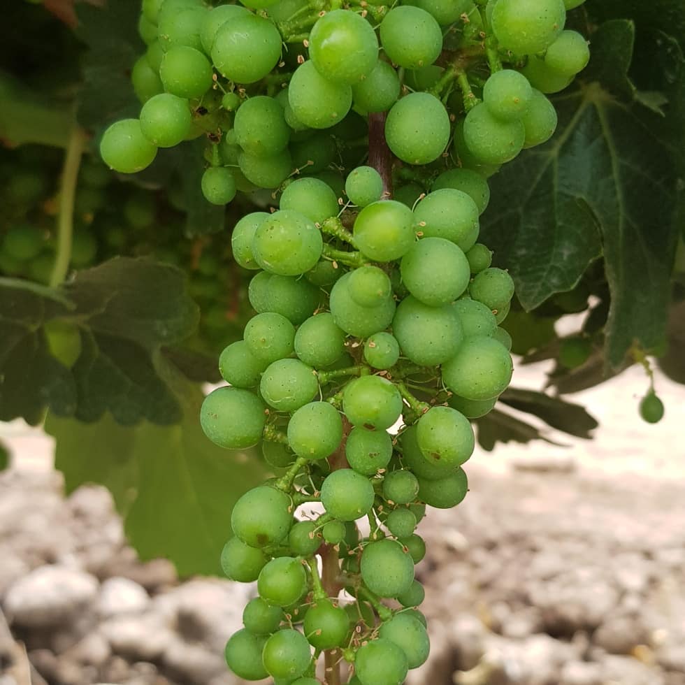 En el espíritu navideño, partimos la semana con un regalo. Una botella de vino para el primero que identifique correctamente la variedad. Una respuesta por persona.