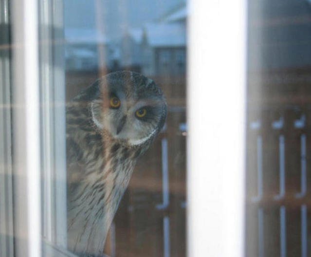 *outside <a href="/oya_no_ou/">Munakata Reisi</a> 's office window*