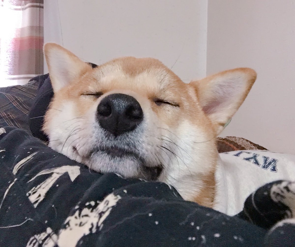 おやつを外した現実に少しずつ気づく柴犬 がかわいすぎる 表情が切ない 訂正するのがかわいい Togetter