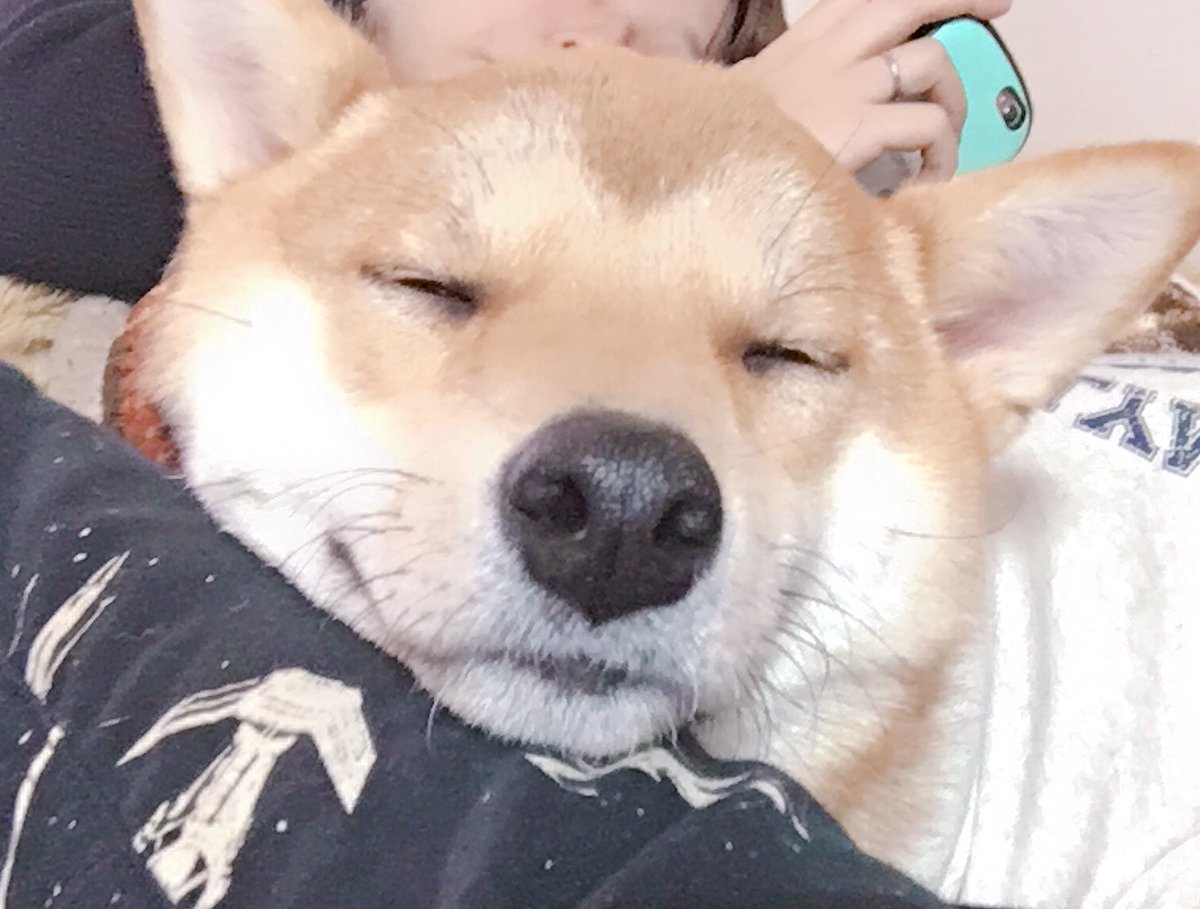 おやつを外した現実に少しずつ気づく柴犬 がかわいすぎる 表情が切ない 訂正するのがかわいい Togetter おやつを外した現実に少しずつ気づく柴犬 がかわいすぎる 表情が切ない 訂正するのがかわいい Togetter