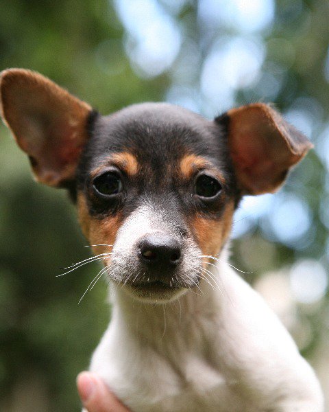 IrishPAAG's tweet photo. When a puppy is vaccinated, a vet needs to sign and stamp the vaccination certificate. If the vaccination certificate a breeder provides is not signed and stamped, it’s likely a fake. Visit https://t.co/FUuq1JDJOx for more information and red flags to look out for. #PuppyDotCon https://t.co/CluTqovc0O