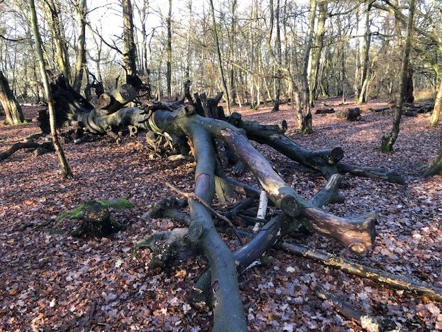 EppingPoet's tweet photo. A monster crawling through the trees,
  Felled by winter’s brutal breeze:
  Do you lurk and lie in wait
  For those who cannot navigate?
  #EppingForest #poetry #trees https://t.co/R6c6IMlXqf