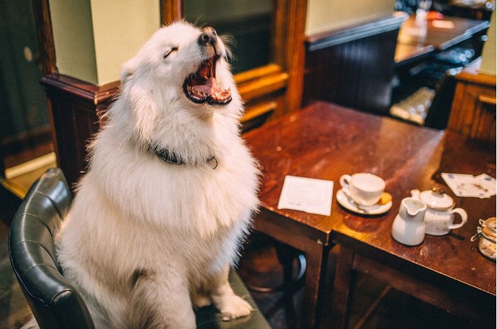 Monday got us feeling like this.. <a href="/esrdogrescue/">Edinburgh Samoyed Rescue</a> <a href="/dugsNpubs/">dugsNpubs</a> 
#MondayMood