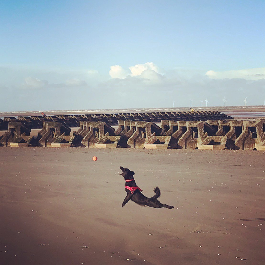 FurryTailsTrain's tweet photo. The perfect dog - does it exist? Check out our new blog post - https://t.co/Udaw4ZvRBt https://t.co/LeKNGmGjCT
