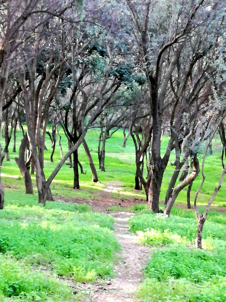 VagaBobTravel's tweet image. Tranquility is rarely more than a few steps away from the characteristic hustle bustle of Athens  👣👣👣
#philopapposhill #nationalgarden #turtlepond #plakaanafiotika #oldneighborhoods #nature #trails #hiddenpassages #viewpoints  #escapefromthehustle #tranquilplaces #chillspots