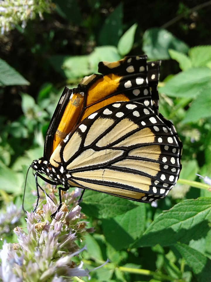SteveSchuler20's tweet photo. Butterfly @IndianapolisZoo
#downtownindy #Composition #capture #art #artist #photog #photogs #photographer #photo #photos #photograph #photography #photographyart #photographyislife #photochallenge #foto #pic #pics #picture #pictures https://t.co/TS3uACEPXI