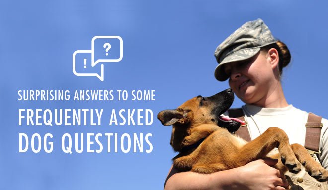 discountpetkare's tweet image. Have You Any Question About Dog?
#dogfaq
bit.ly/2S5EnhL