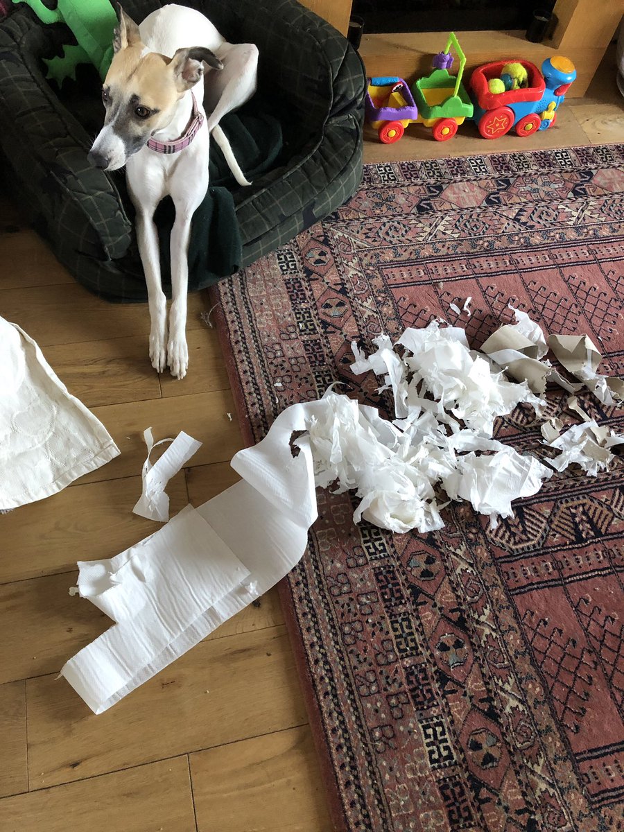 Ok so which one decided to make confetti out of the kitchen roll while mum and Tess were at the vets??? Hmm??? It wasnt me cause I am the best boy ever! 😈😈