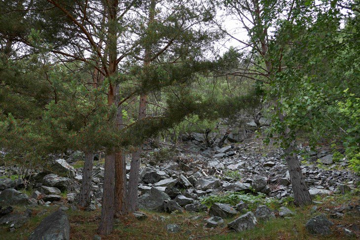 Regjeringa vedtok i statsråd 14.12.2018 å opprette Tingastad naturreservat i Sogndal kommune. Vernet skjer etter prosedyren for frivillig vern av skog, og regjeringa verna same dag totalt 40 nye skogområde i åtte fylke. (Foto: Tom Dybwad.) fylkesmannen.no/Sogn-og-Fjorda…