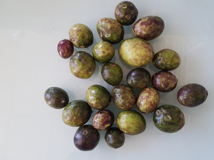 EITFood's tweet photo. CEO of #RisingFoodStar @Alkion_BioInnov on #biostimulation to scale up sweet proteins: 'Our tech massively amplifies what nature can do' https://t.co/KxwxnFXt4s via @FoodNavigator Pic: Fruit from Capparis Masaikai, which contains #SweetProtein mabinlin, 400 X sweeter than sucrose https://t.co/QOBFEMlGcz