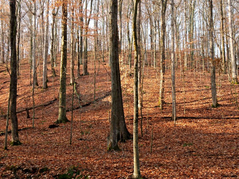 Andi Ferguson (@andiferguson1) on Twitter photo Photo of the day. Down in the #BrownCounty hills <a href="/SycLandTrust/">Sycamore Land Trust</a>'s #DowneyHillPreserve Photo of the day. Down in the #BrownCounty hills <a href="/SycLandTrust/">Sycamore Land Trust</a>'s #DowneyHillPreserve